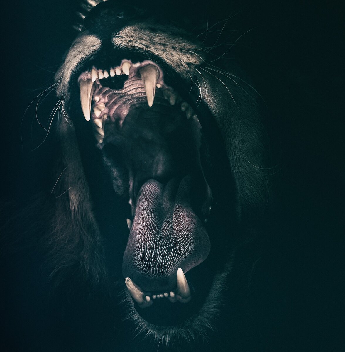 https://pixabay.com/photos/lion-teeth-roar-fear-angry-2885618/