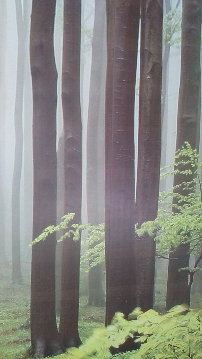  Гештальт картинка
