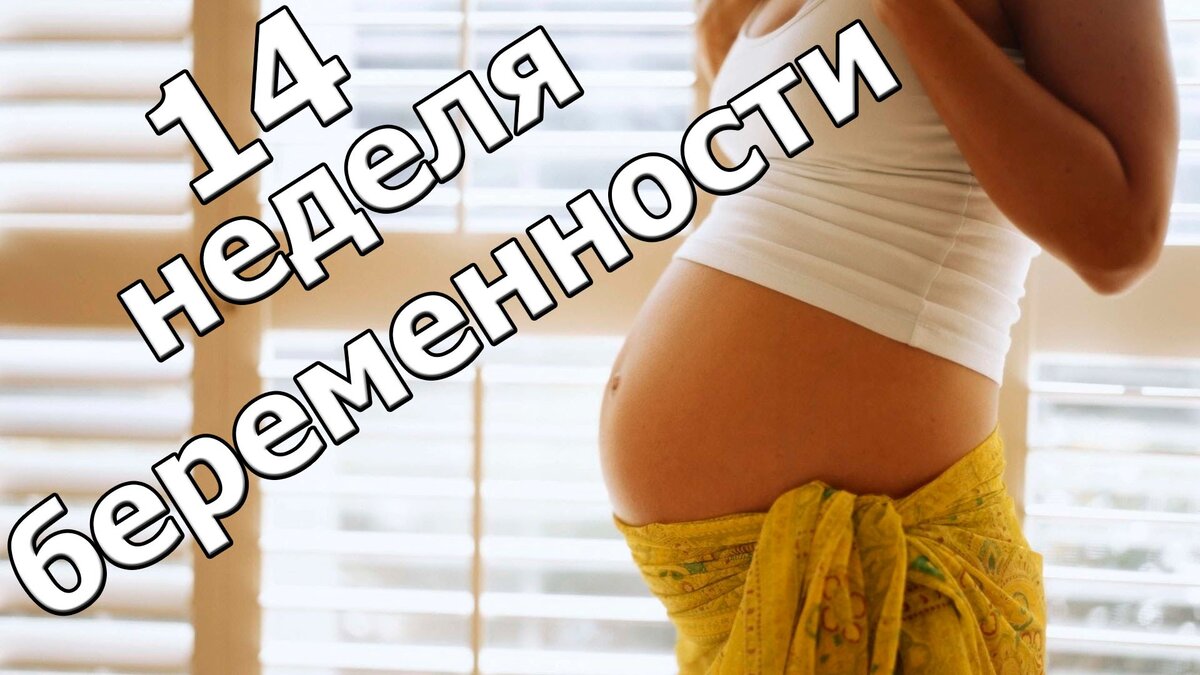 13-16 недели беременности