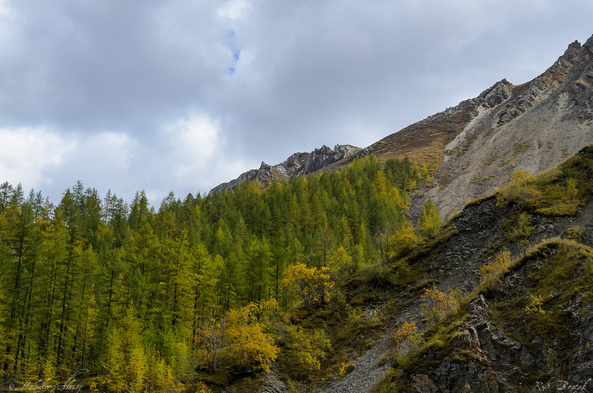 листва на кустах и деревьях по мере набора высоты становится желтее и желтее