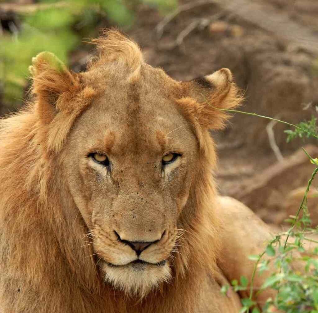 фото львов людоедов в музее чикаго