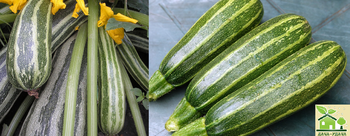 Кустовые кабачки. Самоопыляемые сорта кабачков для открытого. Семена кабачок белогор f1 12шт. Самоопыляемые сорта кабачков для открытого. Цуккини кустовой.