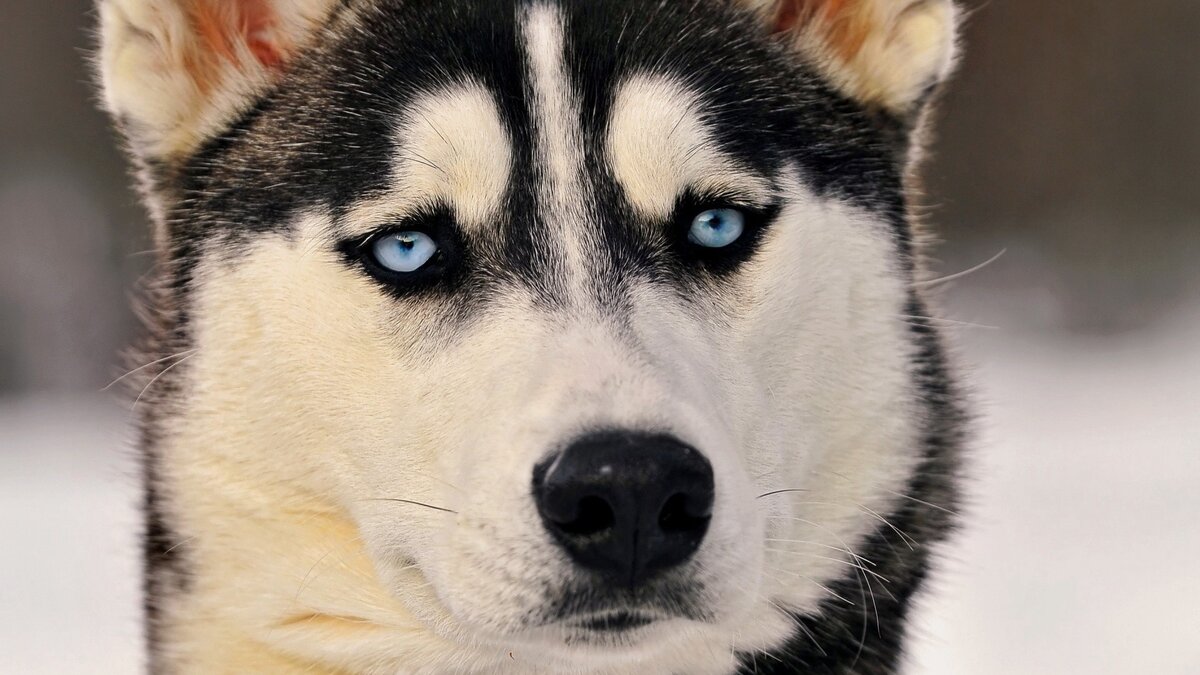 Взято из источника https://wallpaperscraft.ru/download/haska_sobaka_morda_goluboglazyy_vzglyad_51294/1920x1080