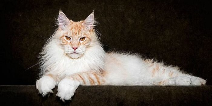 Источник: tu-baginya.p