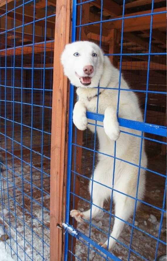 наша Брынза верхолазка