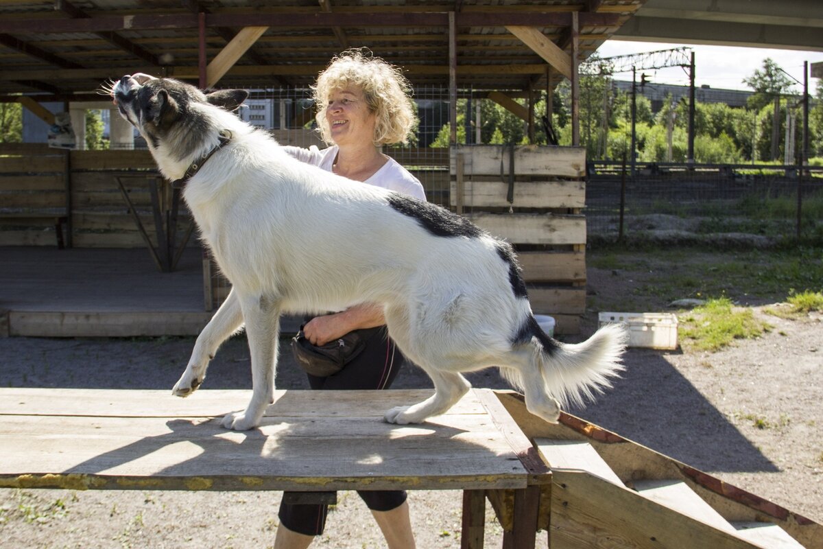 Фото из группы приюта Вконтакте.