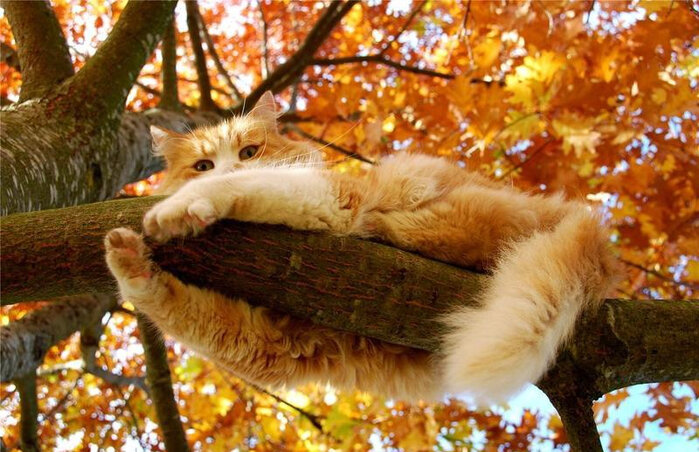 Осенние коты полны милоты! Коты и осень! 😌🍂 Умиротворения пост!