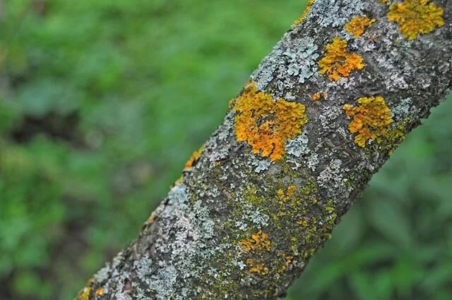 лишайник на коре дерева
