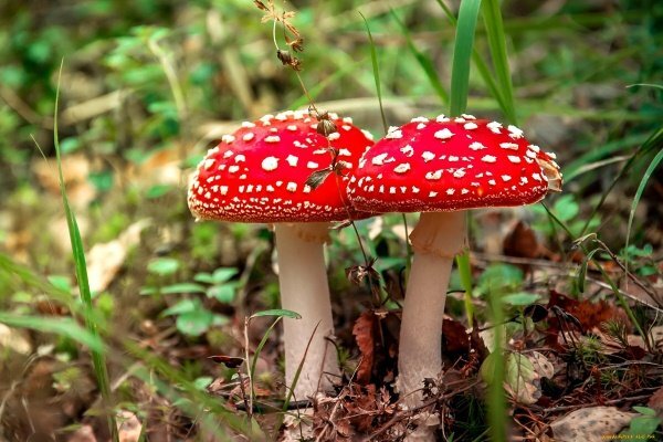 Может, грибные картинки станут привычным декором моих записей здесь? Если вы автор фотографии и не хотите видеть её в моём блоге, то сообщите об этом.