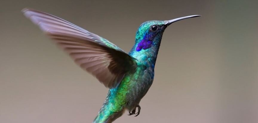 Колибри — символ большой жизненной силы