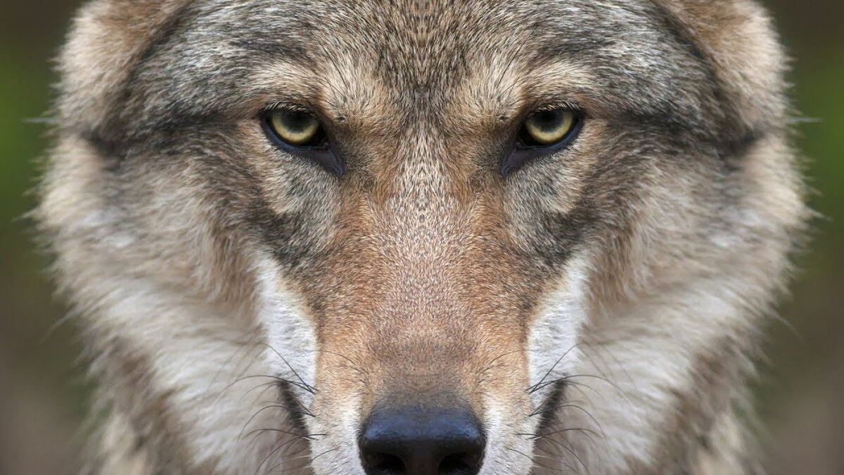 Жизнь по законам дикого рынка. 