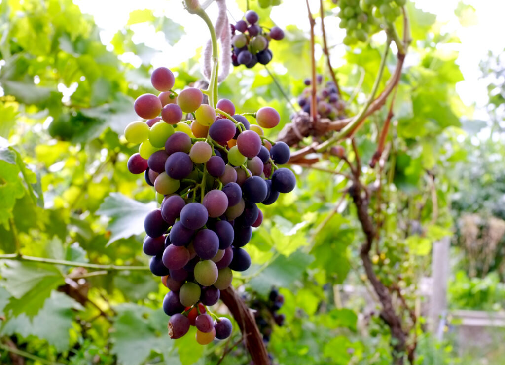 Мой виноград — Фото — Наталия Попова — Профессиональный Художник и Профессиональный Флорист