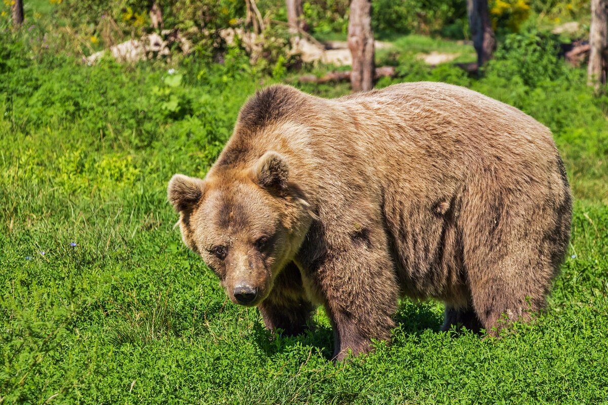 взято с pixabay.com