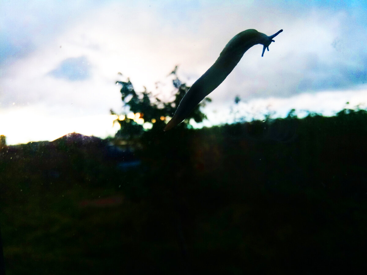 Это улитка ползет по окну. На этот раз снаружи дома)