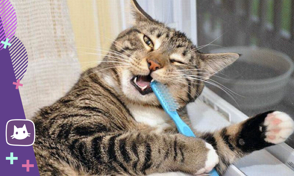 Ответы витамин-п-байкальский.рф: как и чем затупить острые зубы и когти у котенка?