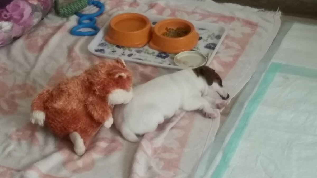 Сон настиг собаку между игрой и едой