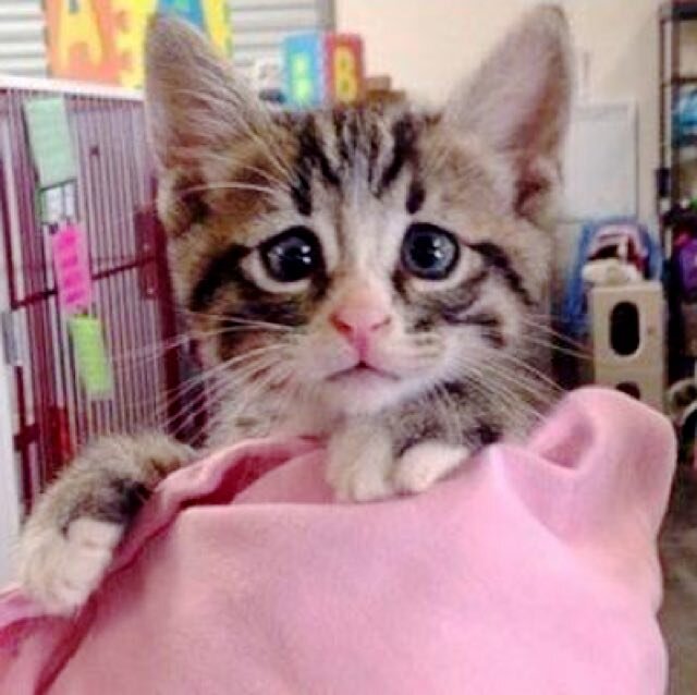 Источник: www.instagram.com/worried_cat_aka_bum
