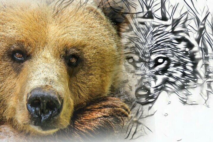 Медведицу окружали голодные волки