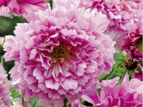 Космея Дабл Клик Розовая конфетка 