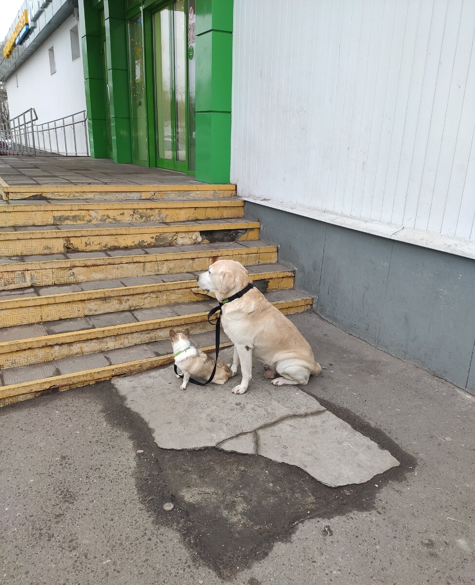 Забавная парочка)))