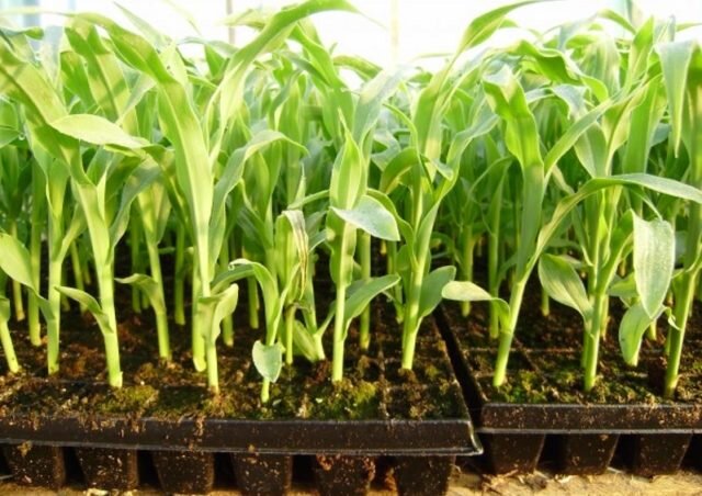 Посадка кукурузы рассадой: сроки, пикировка, как высаживать в открытыйгрунт