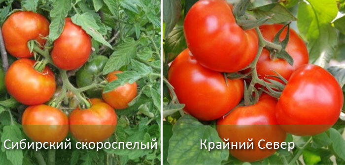 Источник: mrdachnik.com, radugakursk.ru