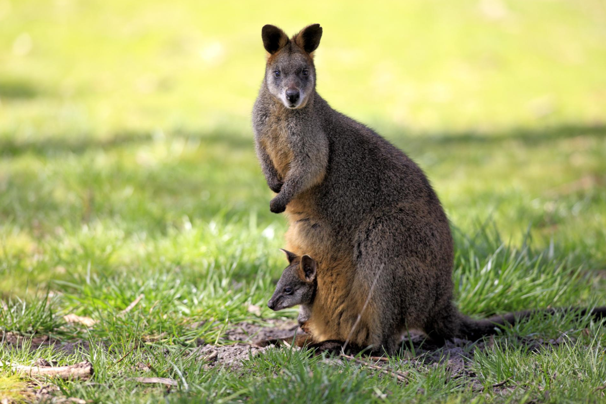 Самки болотных валлаби обычно снова беременеют за два дня до родов.