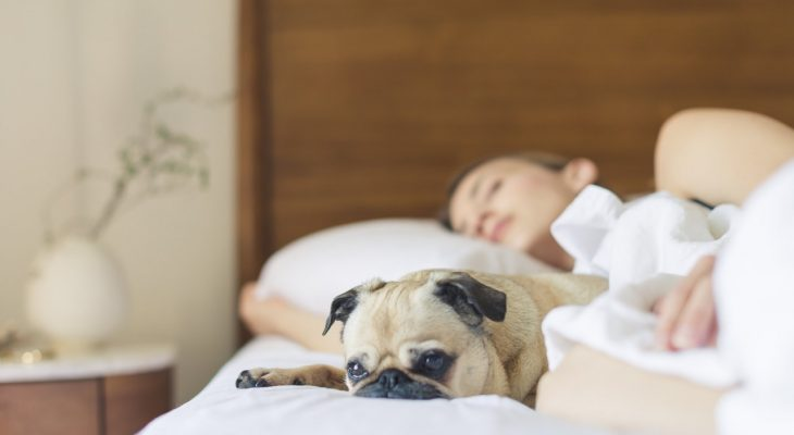 Фотоматериал: https://www.pexels.com/photo/bed-bedroom-cute-dog-545016/ 