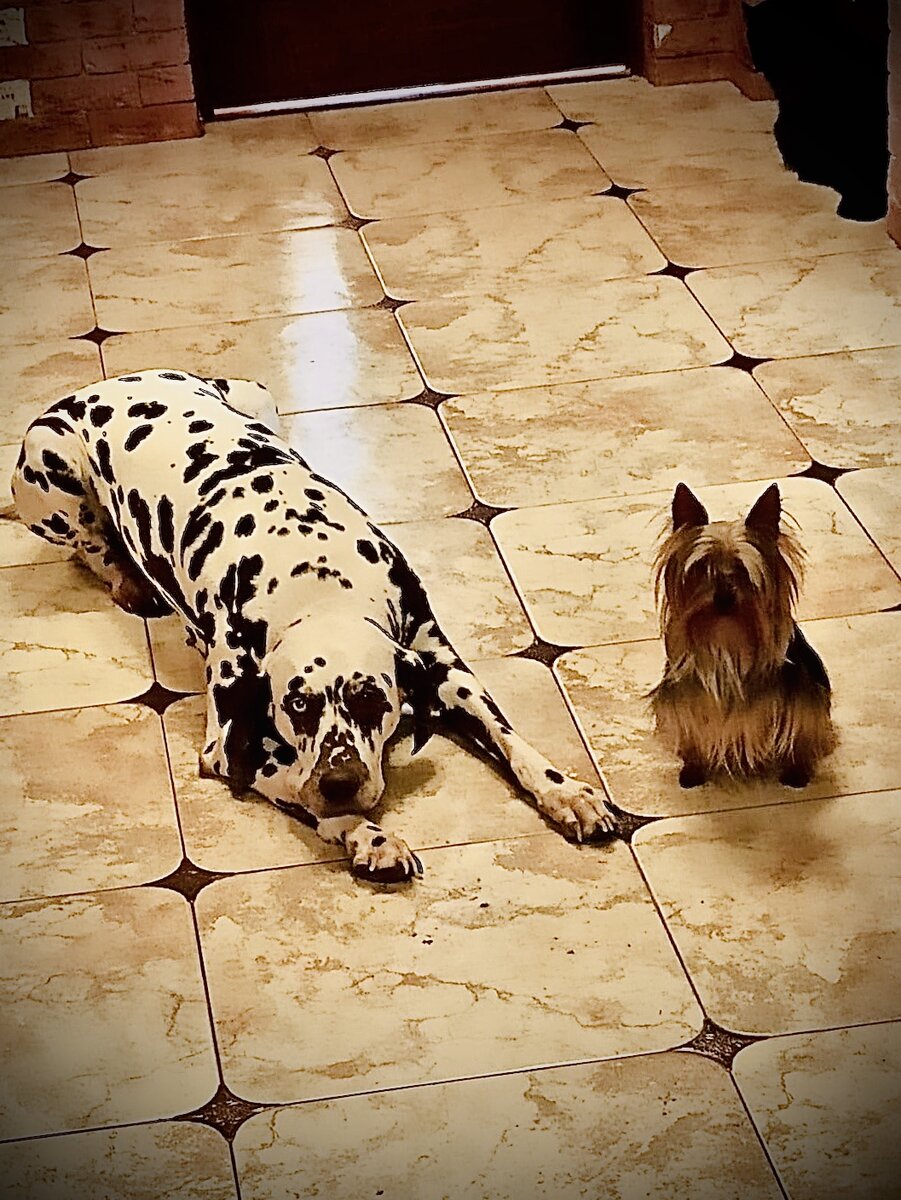 Далматинец и мини йоркширский терьер.