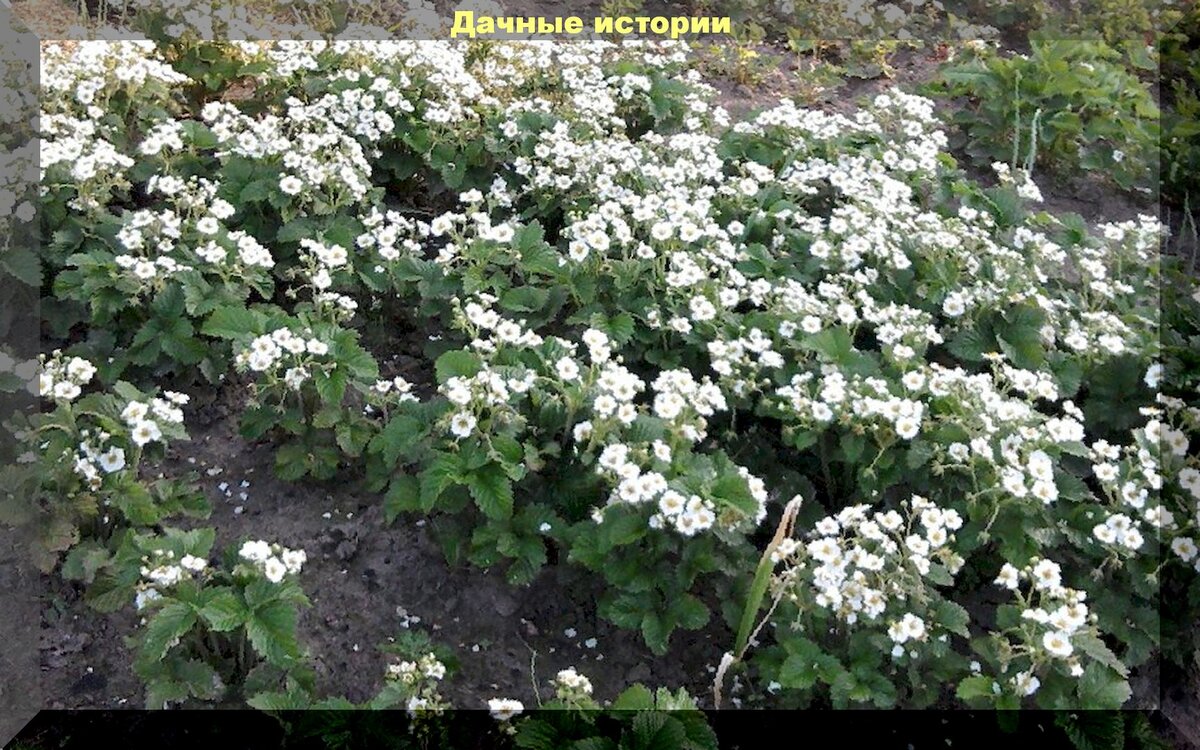 https://vk.com/photo-159774511_457243566