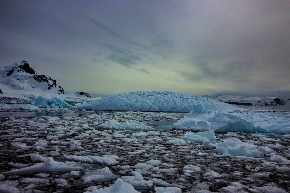 Антарктический полуостров. Залив Orne Harbour. 
Фото: oceanwide-expeditions.com