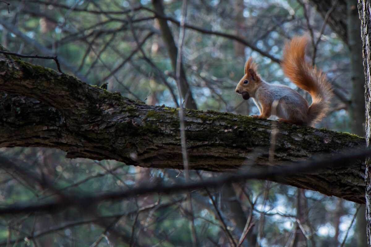 Белочка тоже затарилась для самоизоляции