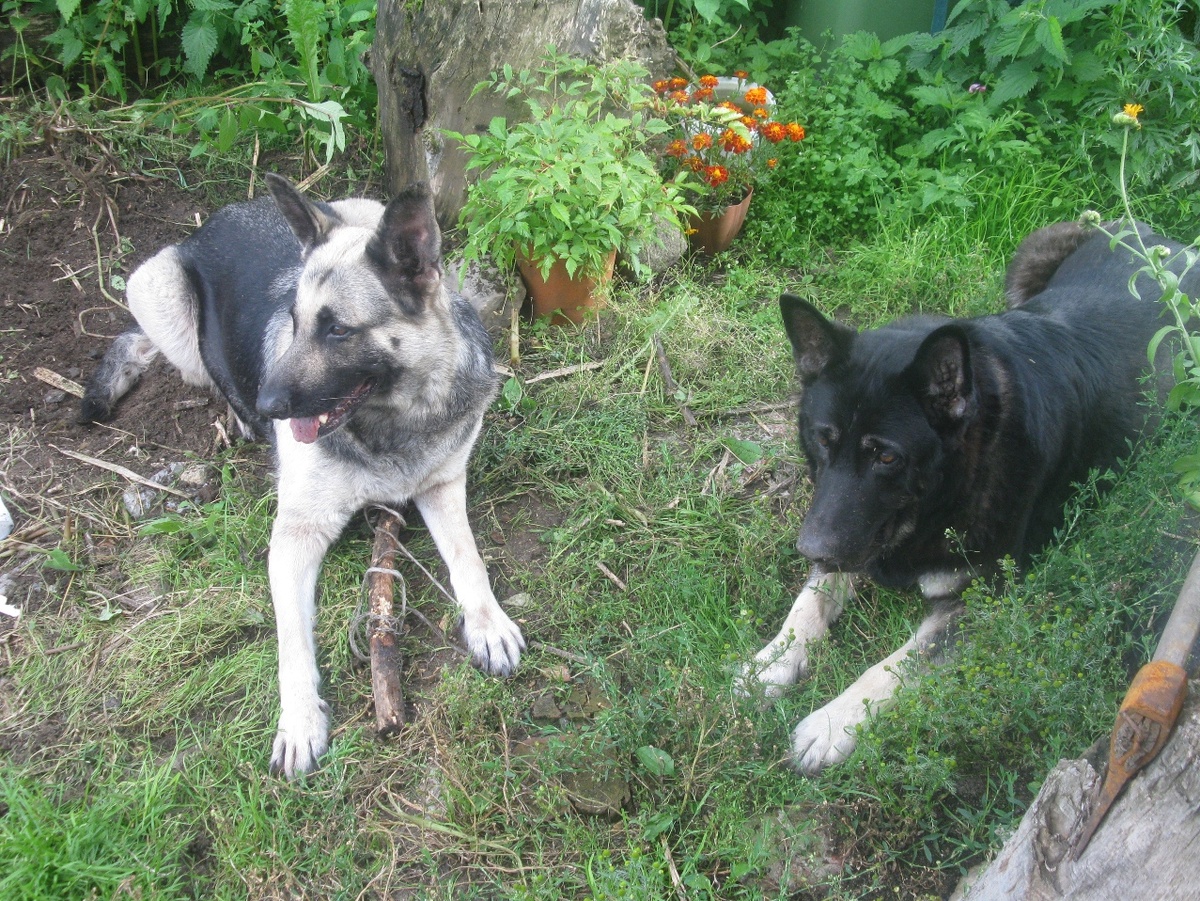 Райда и Эня