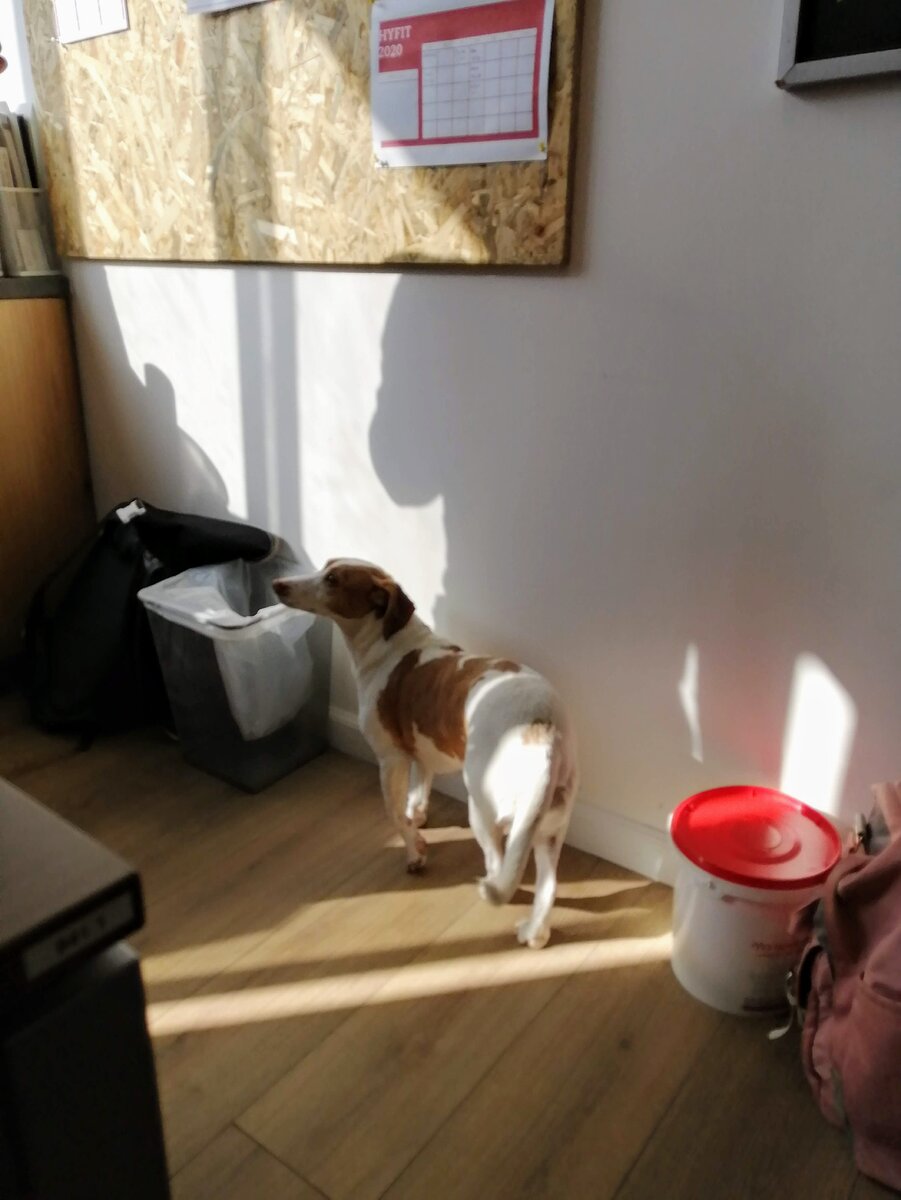 Собака в офисе