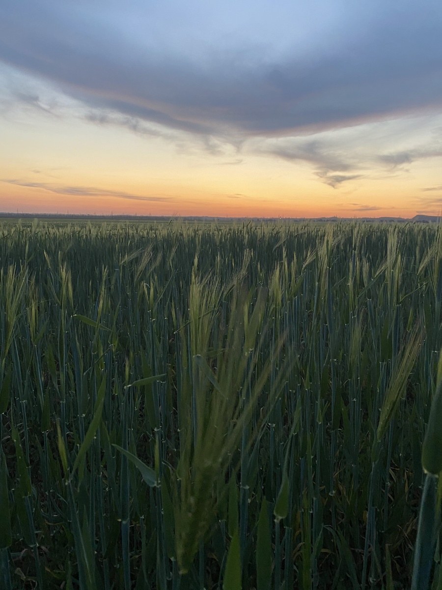 Поля пшеницы на закате.
