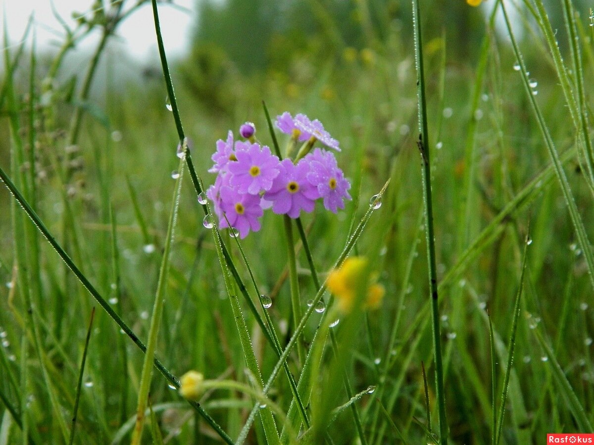 Из открытых источников