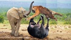 Фото из Яндекс картинки 