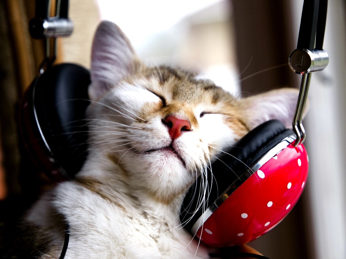 Любят ли кошки слушать музыку | Зеленая жизнь | Дзен