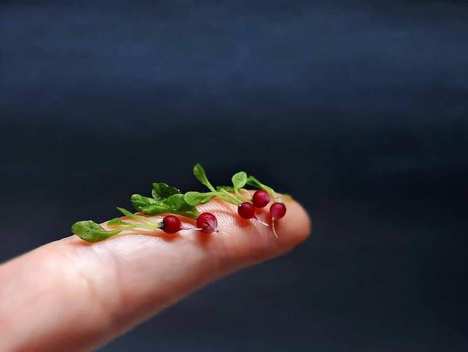 Диаметр ягодок не более 2 мм.,редиска 2-3 мм.,(1 см. с ботвой), помидорки и огурчики примерно 4-9 мм.