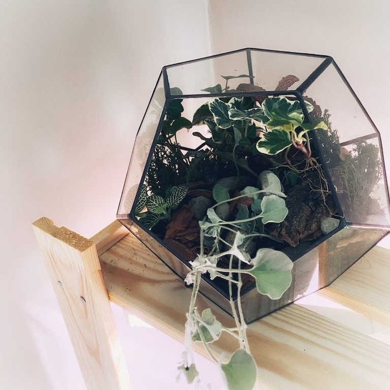 На фото: флорариум с плющом, магазин Floriterra https://www.livemaster.ru/floriterra