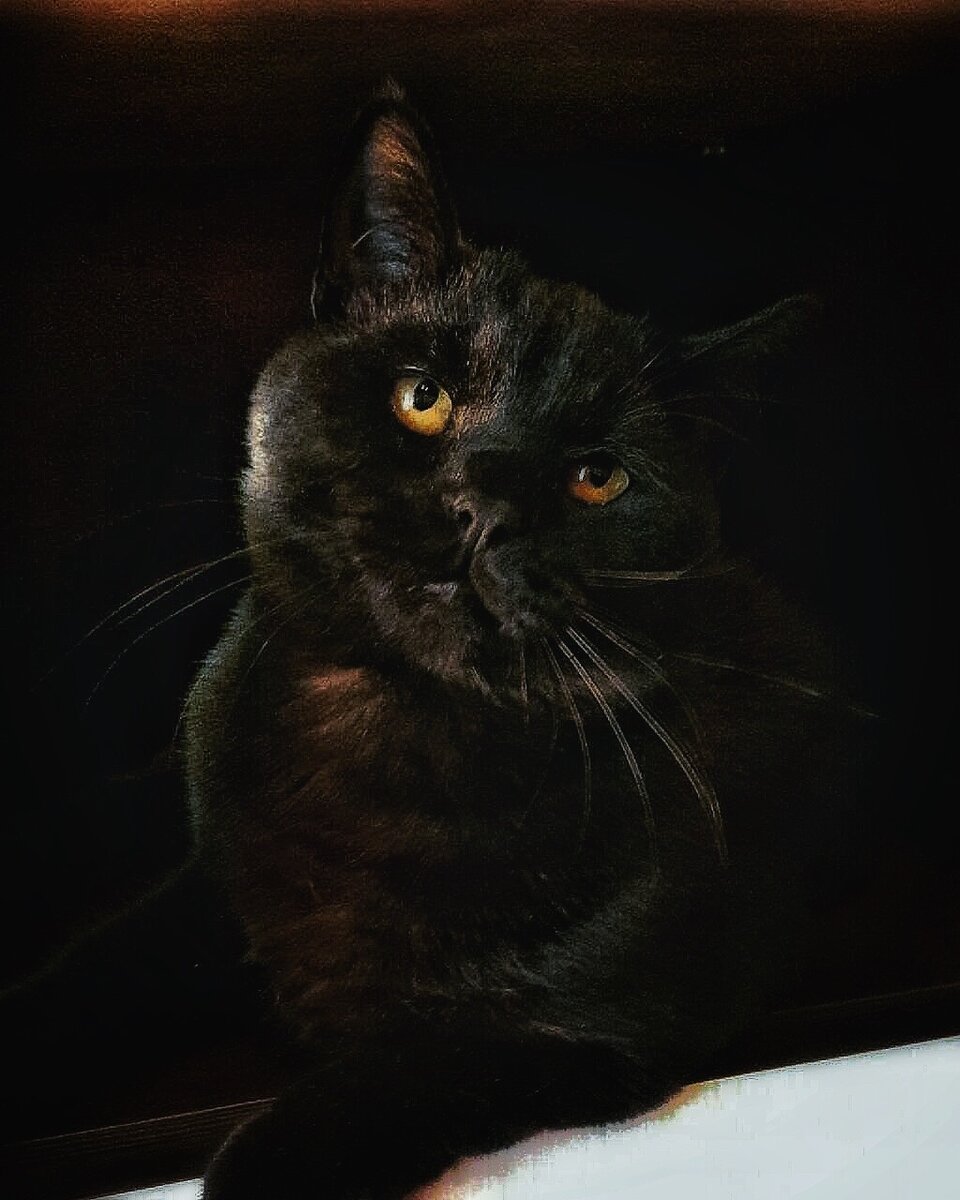 Кто в дому  главный уже понятно