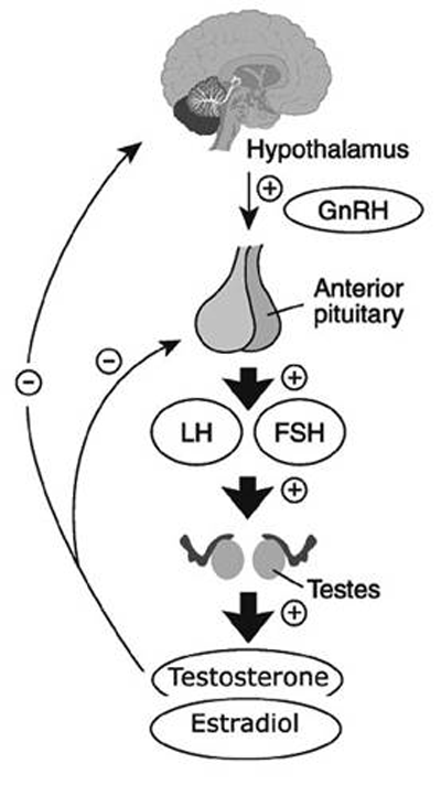 Биохимический процесс выработки тестостерона и эстрадиола