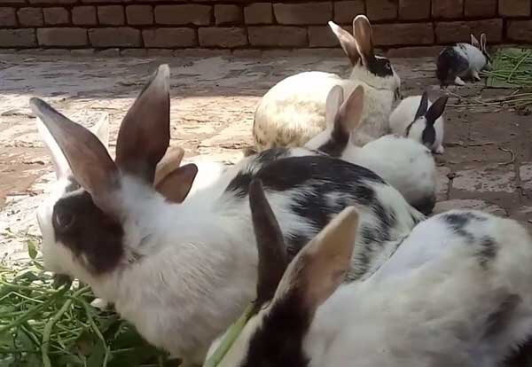 Кролики стучат задними