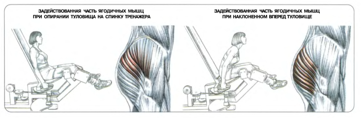Разведение бедра. Разведение ног в тренажере с наклоном корпуса вперед. Упражнения на среднюю ягодичную мышцу в тренажерном зале. Разведение ног в тренажере сидя какие мышцы работают. Разведение ног в тренажере в наклоне.