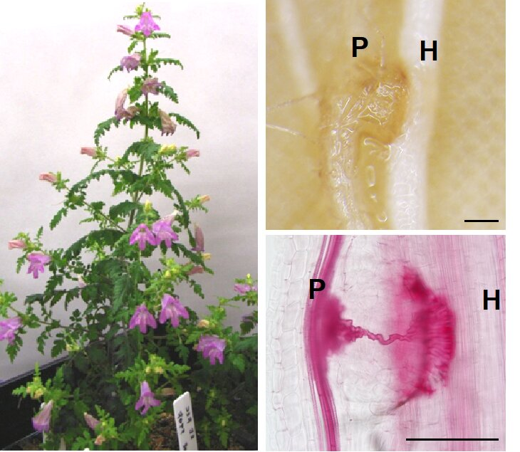 Фотография модельного паразитического растения, вшивосемянника японского  Phtheirospermum japonicum (слева) и его гаустория (справа). P: растение-паразит, H: растение-хозяин. Правое нижнее фото показывает ксилемную связь между хозяином и паразитом. Масштаб (по линии справа внизу) 200 мкм. Автор: Сатоко Йошида