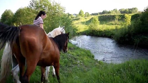 Деревенская жизнь. Поиск Иван чая и прогулка на лошадях