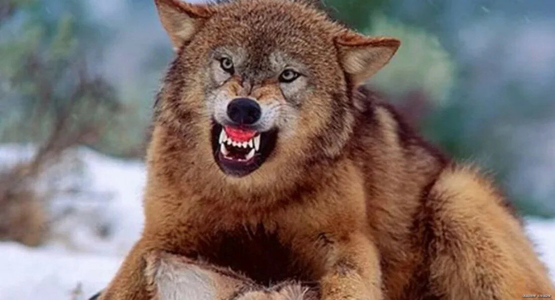 Источник: Pandoraopen.ru