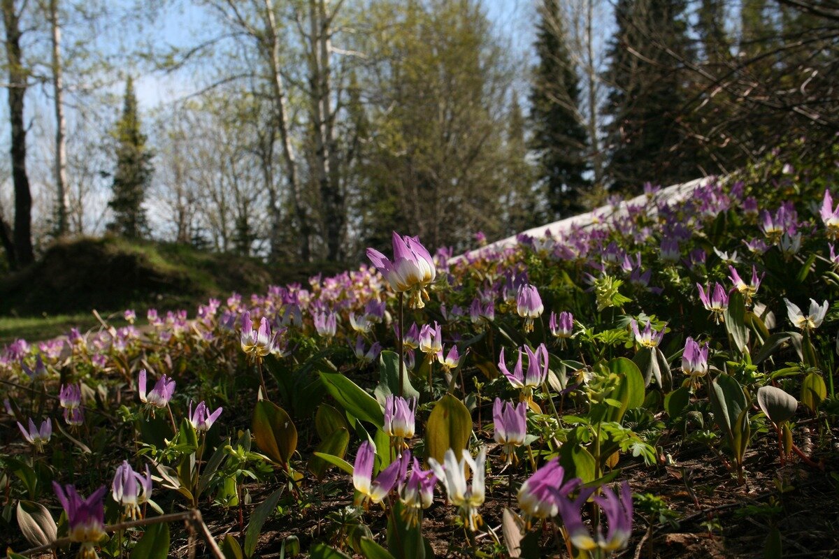 Кандык посадка и уход в открытом грунте фото