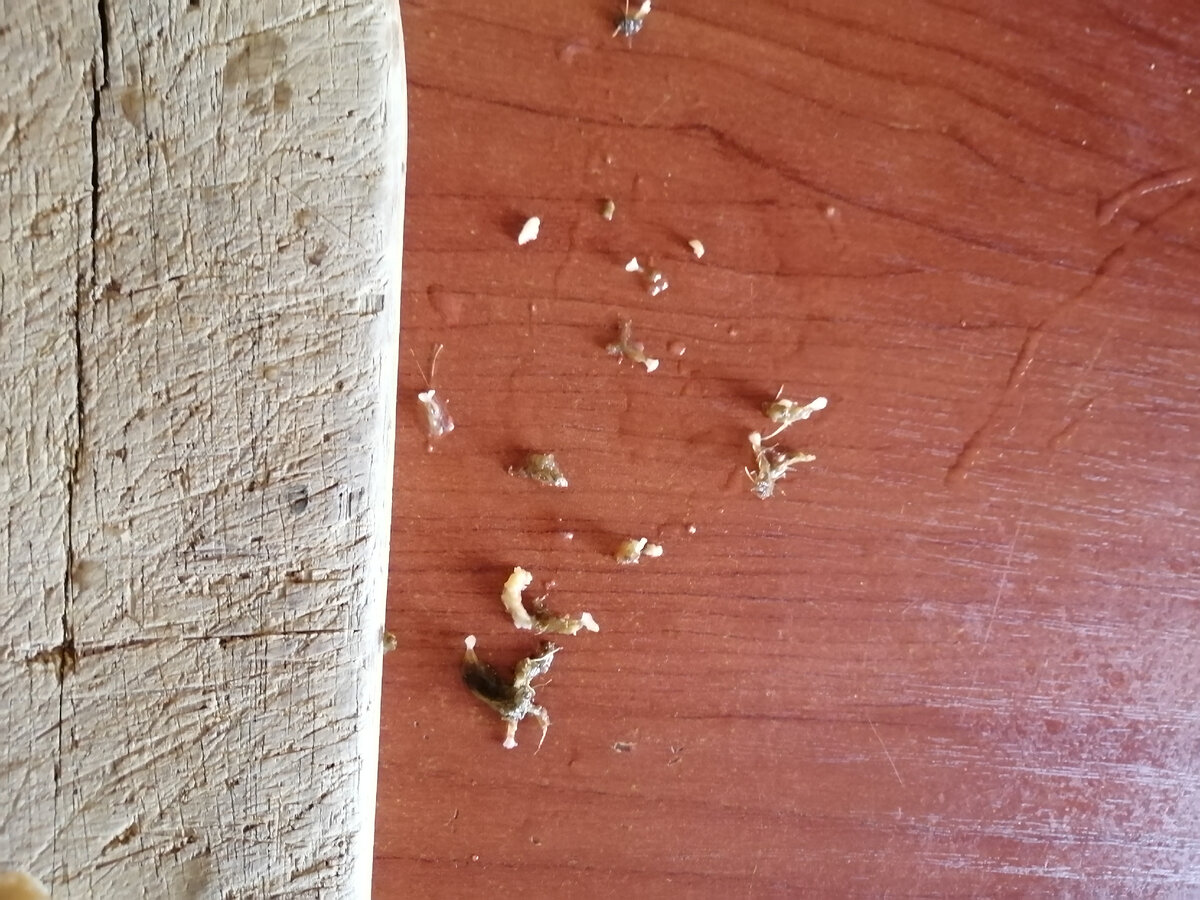 Так выглядит эта штучка, которую надо убирать. На ней водоросли. 