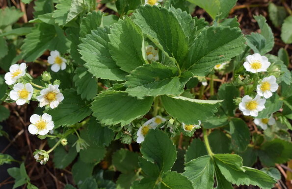 Клубника в цвету